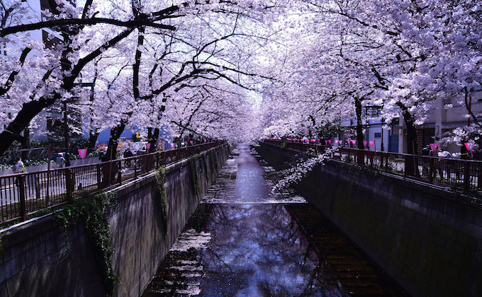 What is Hanami held anywhere while blooming Sakura?_2